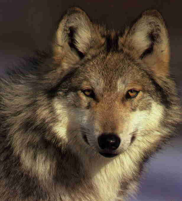 معلومات خطيرة عن ((الذئب)) Wolf Mexican